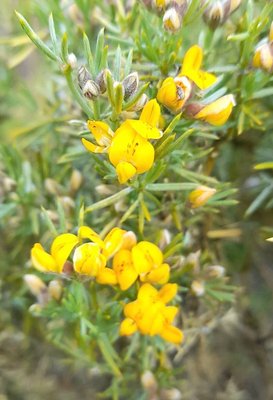 Anarthrophyllum rigidum (Gillies ex Hook. & Arn.) Hieron.: flower