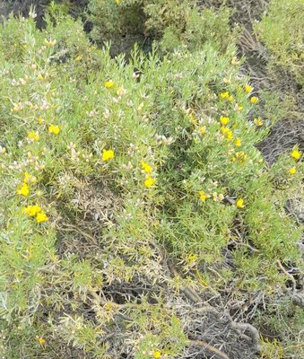 Anarthrophyllum rigidum (Gillies ex Hook. & Arn.) Hieron.: habit