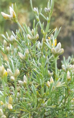 Anarthrophyllum rigidum (Gillies ex Hook. & Arn.) Hieron.: leaf