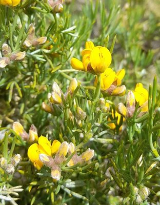 Anarthrophyllum rigidum (Gillies ex Hook. & Arn.) Hieron.: flower