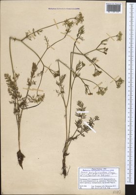 Carum porphyrocoleon (Freyn & Sint.) Woronow (Тмин пурпурововлагалищный), Moscow University Herbarium
