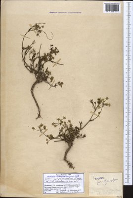 Carum porphyrocoleon (Freyn & Sint.) Woronow (Тмин пурпурововлагалищный), Moscow University Herbarium