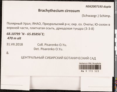 Brachythecium cirrosum (Schwägr.) Schimp., Moscow University Herbarium