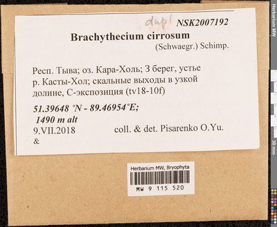 Brachythecium cirrosum (Schwägr.) Schimp., Moscow University Herbarium