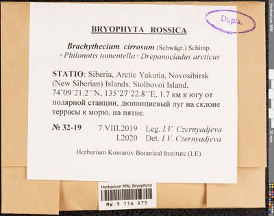 Brachythecium cirrosum (Schwägr.) Schimp., Moscow University Herbarium