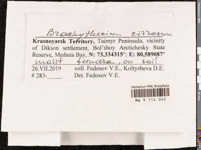 Brachythecium cirrosum (Schwägr.) Schimp., Moscow University Herbarium