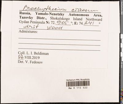 Brachythecium cirrosum (Schwägr.) Schimp., Moscow University Herbarium