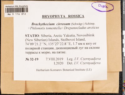Brachythecium cirrosum (Schwägr.) Schimp., Moscow University Herbarium