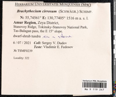 Brachythecium cirrosum (Schwägr.) Schimp., Moscow University Herbarium