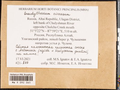 Brachythecium cirrosum (Schwägr.) Schimp., Moscow University Herbarium