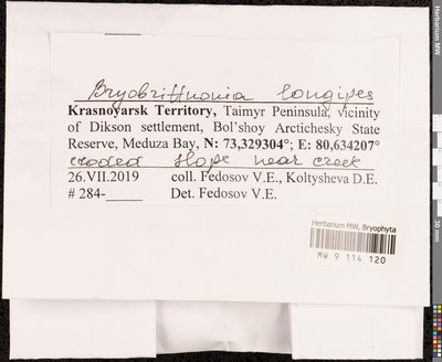 Brachythecium cirrosum (Schwägr.) Schimp., Moscow University Herbarium