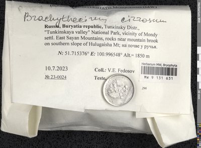 Brachythecium cirrosum (Schwägr.) Schimp., Moscow University Herbarium