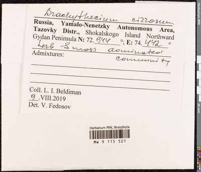 Brachythecium cirrosum (Schwägr.) Schimp., Moscow University Herbarium