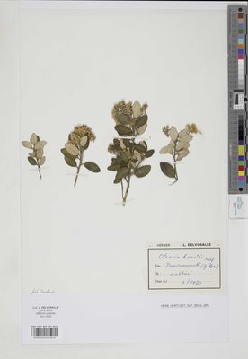 Olearia x haastii Hook.f.