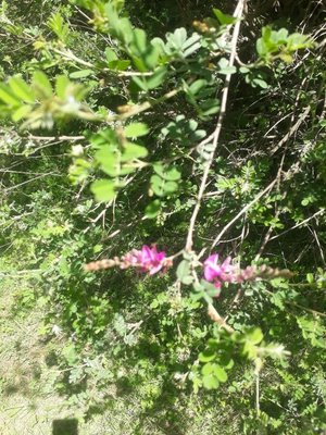 Indigofera heterantha Brandis: flower