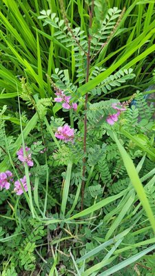 Indigofera heterantha Wall. ex Brandis: leaf
