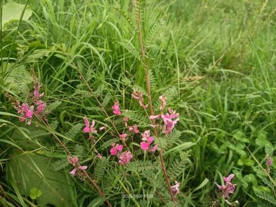 Indigofera heterantha Wall. ex Brandis: flower