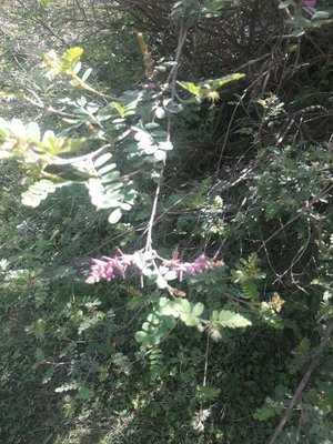 Indigofera heterantha Brandis: flower