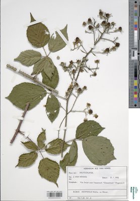 Rubus adspersus Weihe ex H.E.Weber
