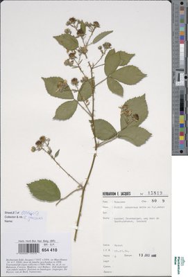 Rubus adspersus Weihe ex H.E.Weber
