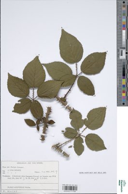 Rubus adspersus Weihe ex H.E.Weber