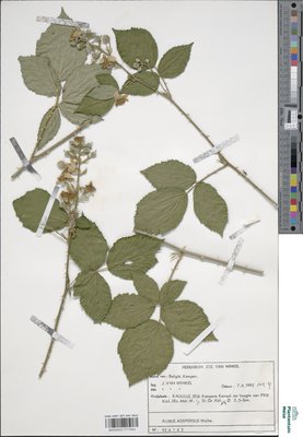 Rubus adspersus Weihe ex H.E.Weber