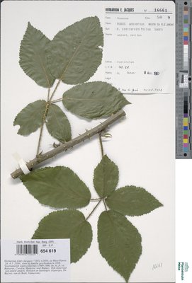 Rubus adspersus Weihe ex H.E.Weber