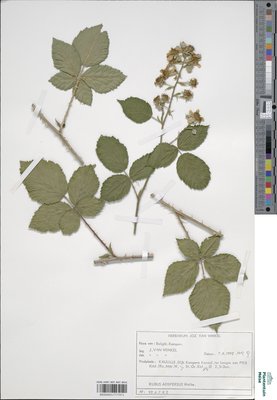Rubus adspersus Weihe ex H.E.Weber