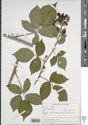 Rubus adspersus Weihe ex H.E.Weber