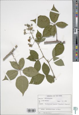 Rubus adspersus Weihe ex H.E.Weber