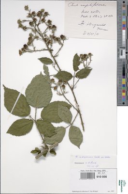 Rubus adspersus Weihe ex H.E.Weber