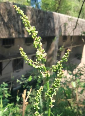 Rumex arifolius All.: leaf