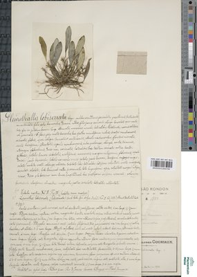 Anathallis lobiserrata (Barb.Rodr.) F.Barros & Barberena