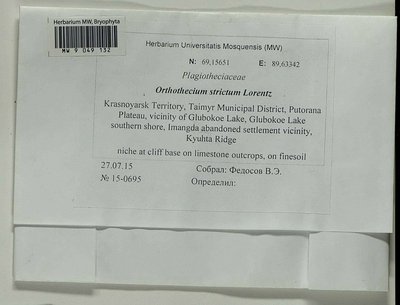Orthothecium strictum Lorentz, Moscow University Herbarium