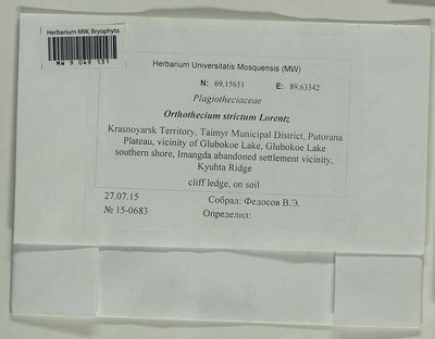 Orthothecium strictum Lorentz, Moscow University Herbarium