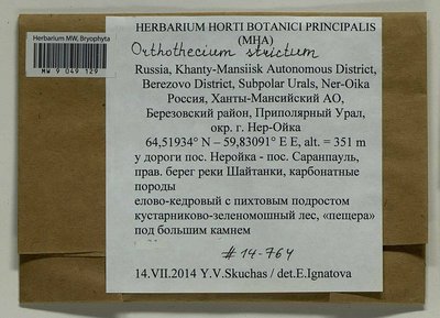 Orthothecium strictum Lorentz, Moscow University Herbarium