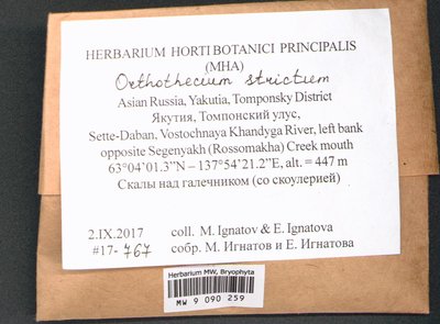 Orthothecium strictum Lorentz, Moscow University Herbarium