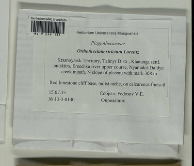 Orthothecium strictum Lorentz, Moscow University Herbarium