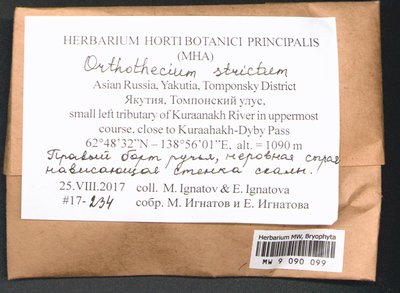 Orthothecium strictum Lorentz, Moscow University Herbarium