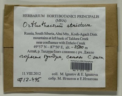 Orthothecium strictum Lorentz, Moscow University Herbarium
