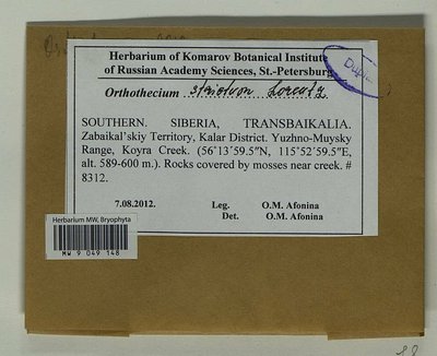 Orthothecium strictum Lorentz, Moscow University Herbarium
