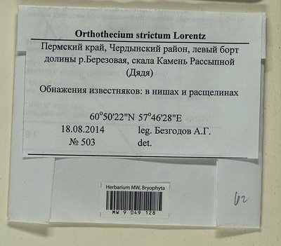 Orthothecium strictum Lorentz, Moscow University Herbarium