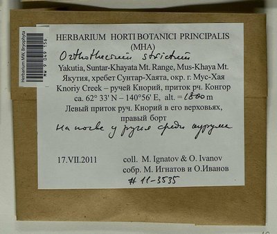 Orthothecium strictum Lorentz, Moscow University Herbarium