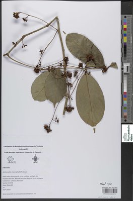 Anthonotha macrophylla P.Beauv.