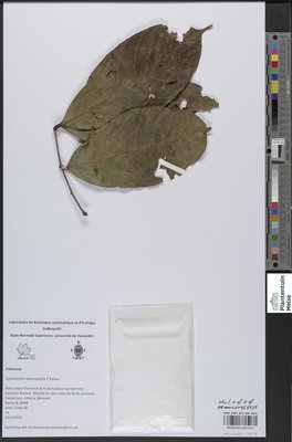 Anthonotha macrophylla P.Beauv.