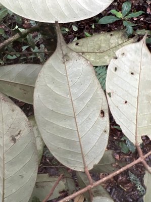 Anthonotha macrophylla P.Beauv.: leaf