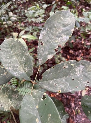Anthonotha macrophylla P.Beauv.: leaf