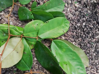 Anthonotha macrophylla P.Beauv.: leaf