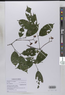 Anthonotha macrophylla P.Beauv.