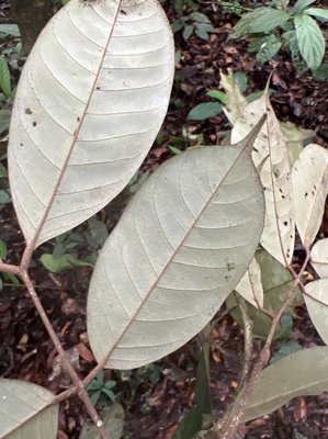 Anthonotha macrophylla P.Beauv.: leaf